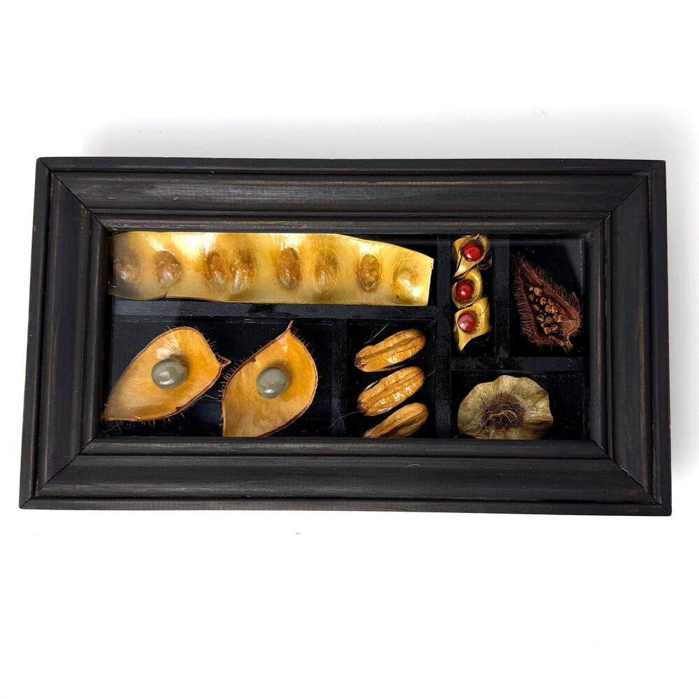 Framed Tropical Seed Specimen Display Carpology Shadow Box Naturalist Caribbean